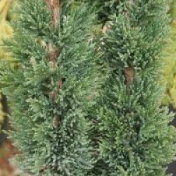 Chamaecyparis lawsoniana 'Wisselii'