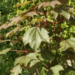 Acer pseudoplatanus Regal Petticoat � 'Tunpetti'