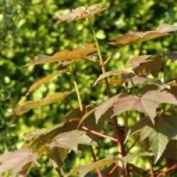 Acer pseudoplatanus Regal Petticoat � 'Tunpetti'