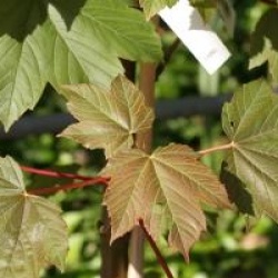 Acer pseudoplatanus Regal Petticoat � 'Tunpetti'