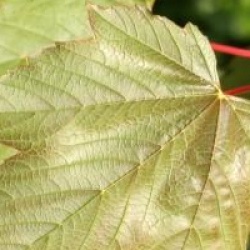 Acer pseudoplatanus Regal Petticoat � 'Tunpetti'