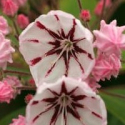 Kalmia latifolia 'Peppermint' - Laurier des montagnes Peppermint