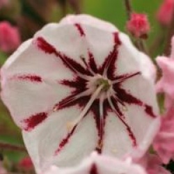 Kalmia latifolia 'Peppermint'