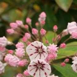 Kalmia latifolia 'Peppermint'