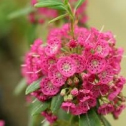 Kalmia angustifolia f. rubra