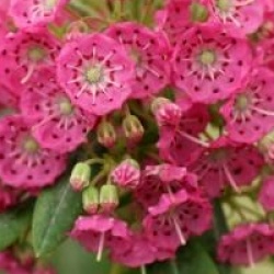 Kalmia angustifolia f. rubra