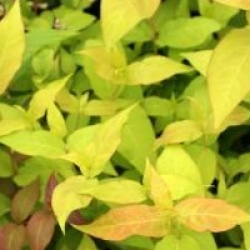 Dierville des ruisseaux dor�