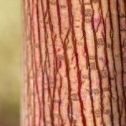 Acer cappadocicum 'Rubrum'