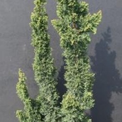 Chamaecyparis lawsoniana 'Wisselii'