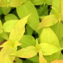  Diervilla rivularis Honeybee � 'Diwibru01'