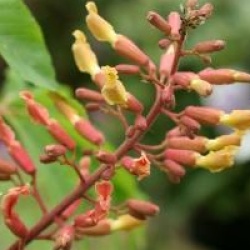 Aesculus x mutabilis 'Penduliflora' - Marronnier penduliflora