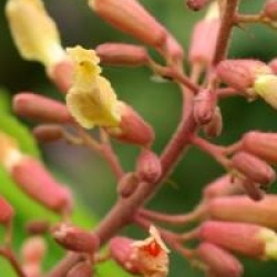 Aesculus x mutabilis 'Penduliflora'
