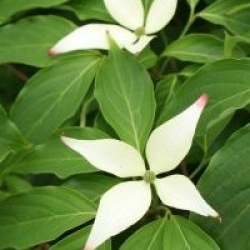 Cornus kousa 'Madame Butterfly'