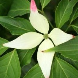 Cornus kousa 'Madame Butterfly'