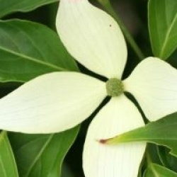 Cornus kousa 'Madame Butterfly'