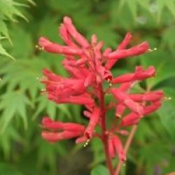 Aesculus pavia 'Splendens'