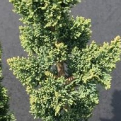 Chamaecyparis lawsoniana 'Wisselii'