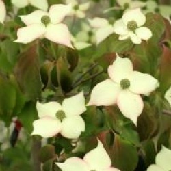 Cornus kousa 'Cappucino' 