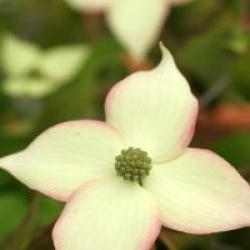 Cornus kousa 'Cappucino' 