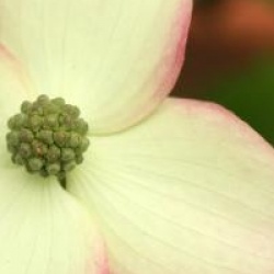 Cornus kousa 'Cappucino' 