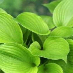 Hosta 'Fire and Ice'