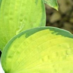 Hosta 'Color Festival'