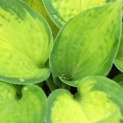 Hosta 'Color Festival'