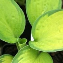 Hosta 'Color Festival'