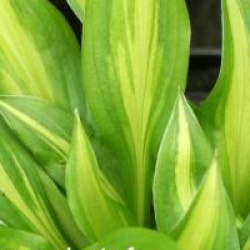 Hosta 'Cherry Berry' - Hosta 'Cherry Berry'