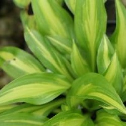Hosta 'Cherry Berry'