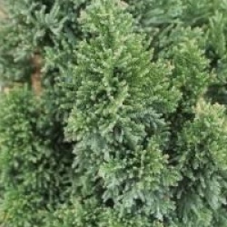 Chamaecyparis lawsoniana 'Wisselii'