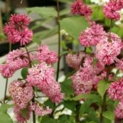 Syringa x prestoniae 'Miss Canada'