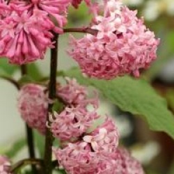 Syringa x prestoniae 'Miss Canada'