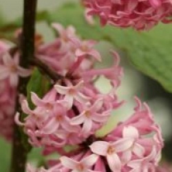 Syringa x prestoniae 'Miss Canada'