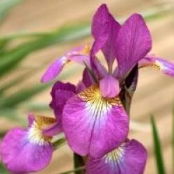 Iris sibirica 'Red Flare' - Iris sibirica 'Red Flare'