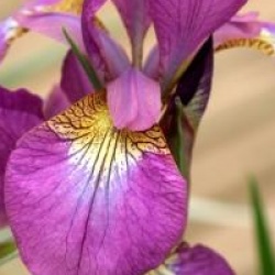 Iris sibirica 'Red Flare'