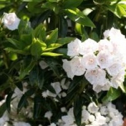 Kalmia latifolia 'Elf'