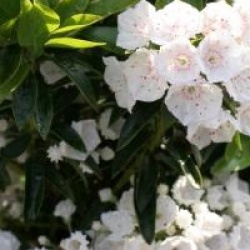 Kalmia latifolia 'Elf'
