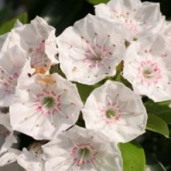 Kalmia latifolia 'Elf'