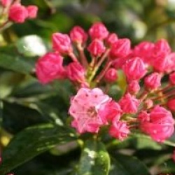 Kalmia latifolia 'Little Linda' - Laurier des montagnes Little Linda