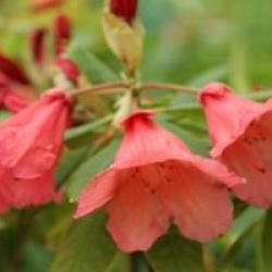 Rhododendron 'Old Copper'
