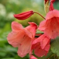 Rhododendron 'Old Copper'