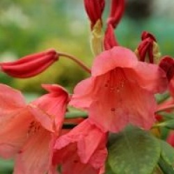 Rhododendron 'Old Copper'