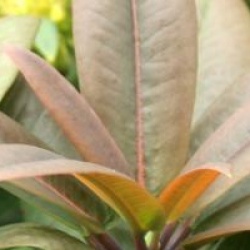 Rhododendron 'Polar Bear'