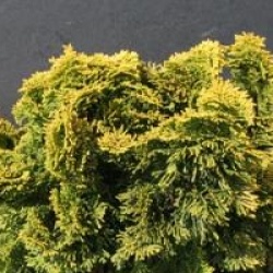 Chamaecyparis obtusa 'Aurora' - Chamaecyparis obtusa aurora