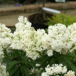 Syringa x josiflexa 'Agnes Smith' 