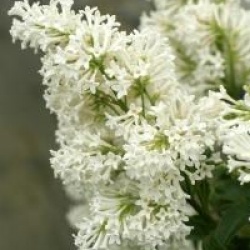 Syringa x josiflexa 'Agnes Smith' 