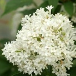 Syringa x josiflexa 'Agnes Smith' 