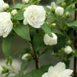 Philadelphus 'Manteau d'Hermine'