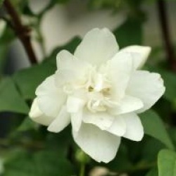 Philadelphus 'Manteau d'Hermine'